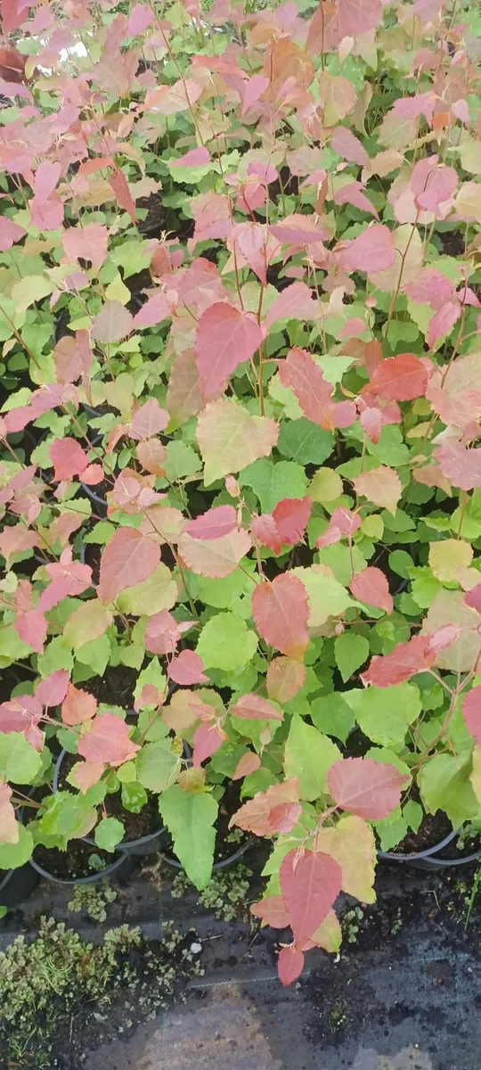 Native Aspen trees for sale - Image 3