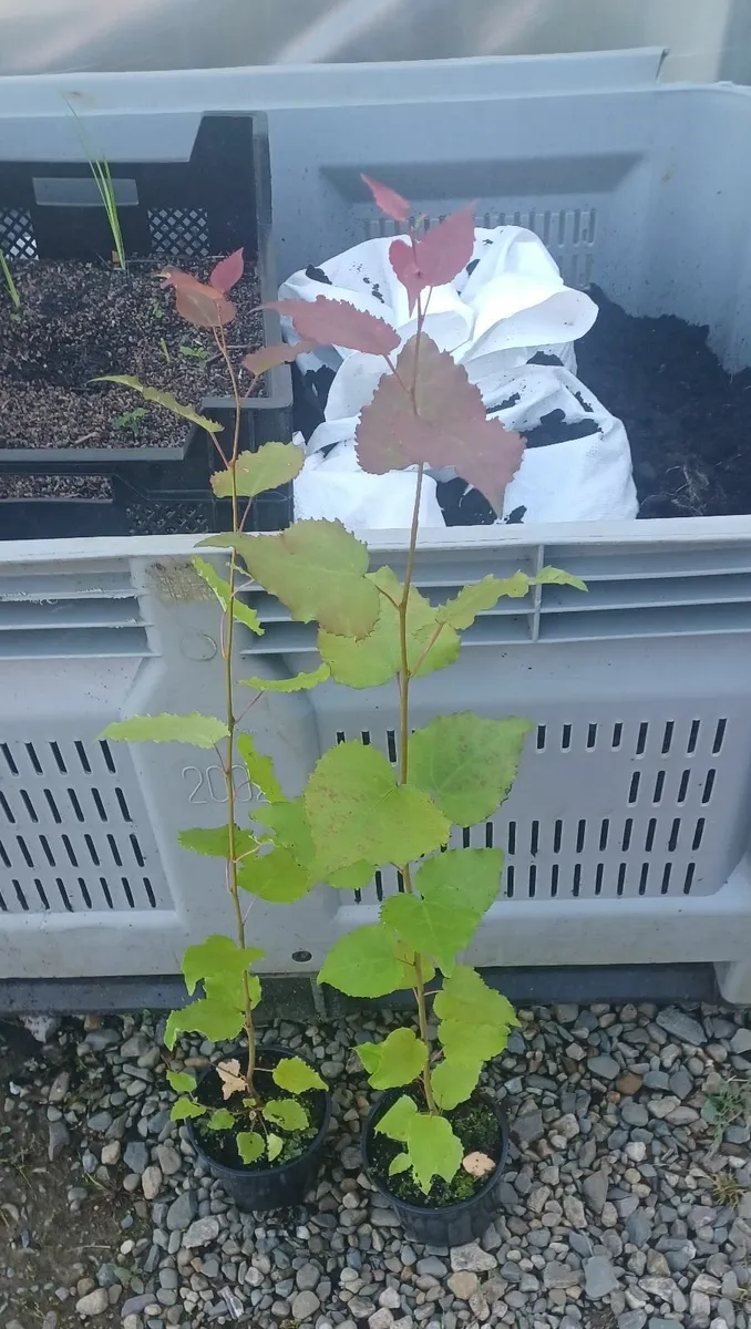 Native Aspen trees for sale - Image 2