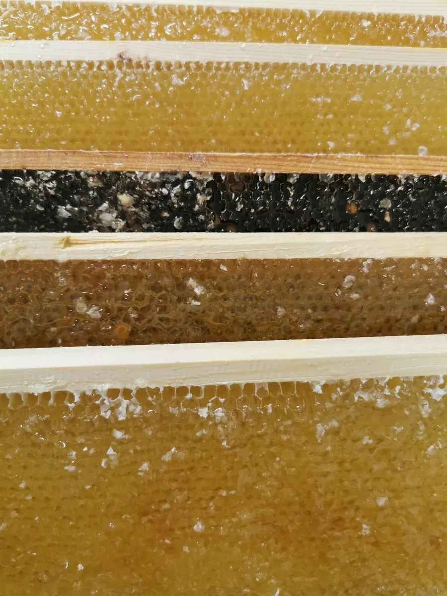 Raw Honey | Bee Pollen | Bee Bread in Bulk - Image 4