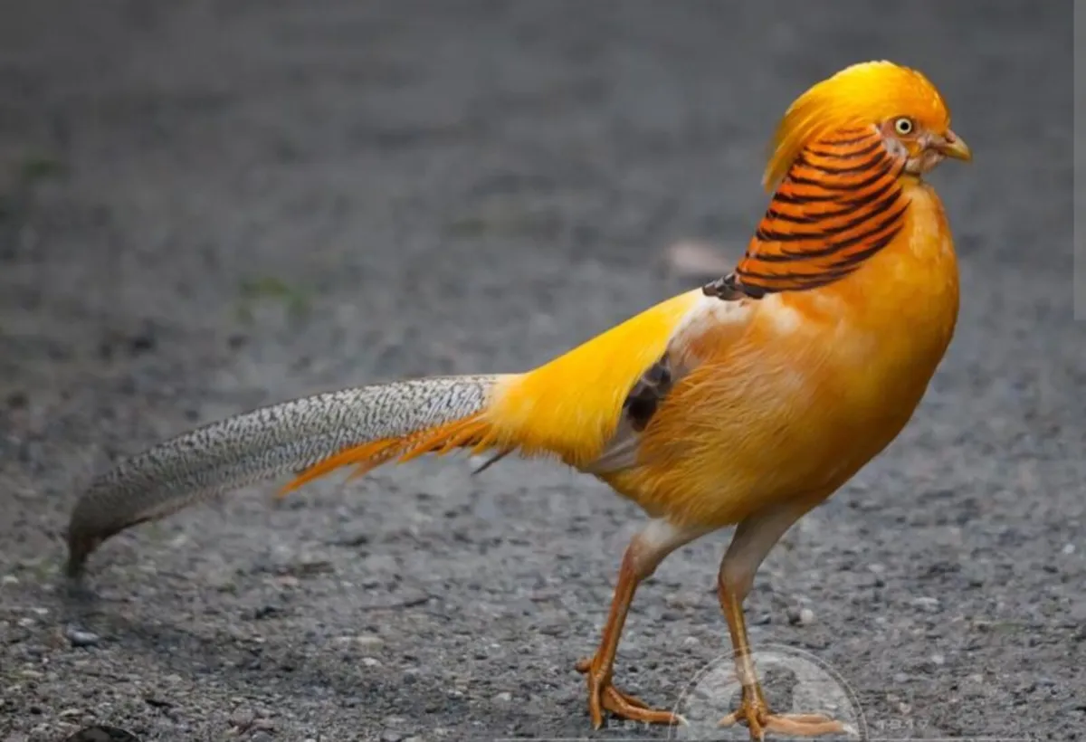 Dual purpose game bird eggs or le bressse eggs - Image 1