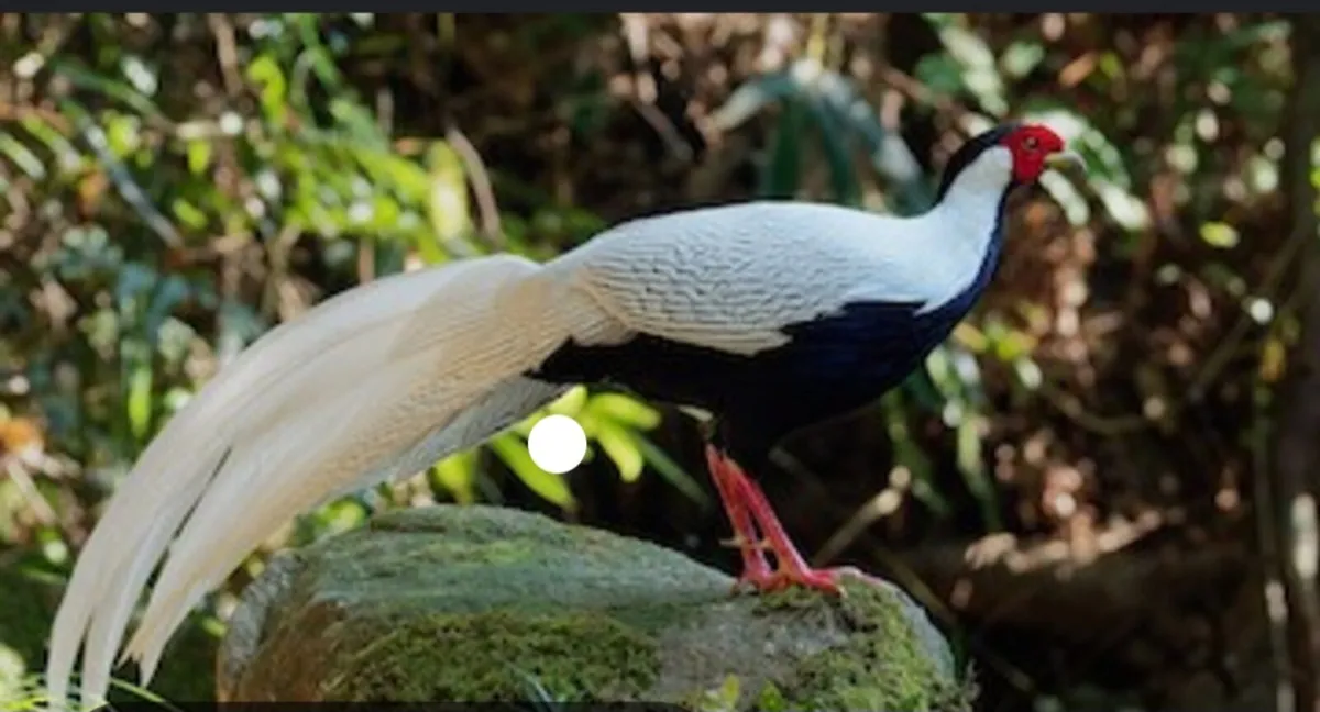 Dual purpose game bird eggs or le bressse eggs - Image 2