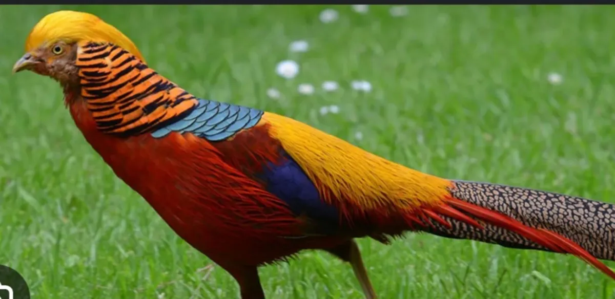 Dual purpose game bird eggs or le bressse eggs - Image 3