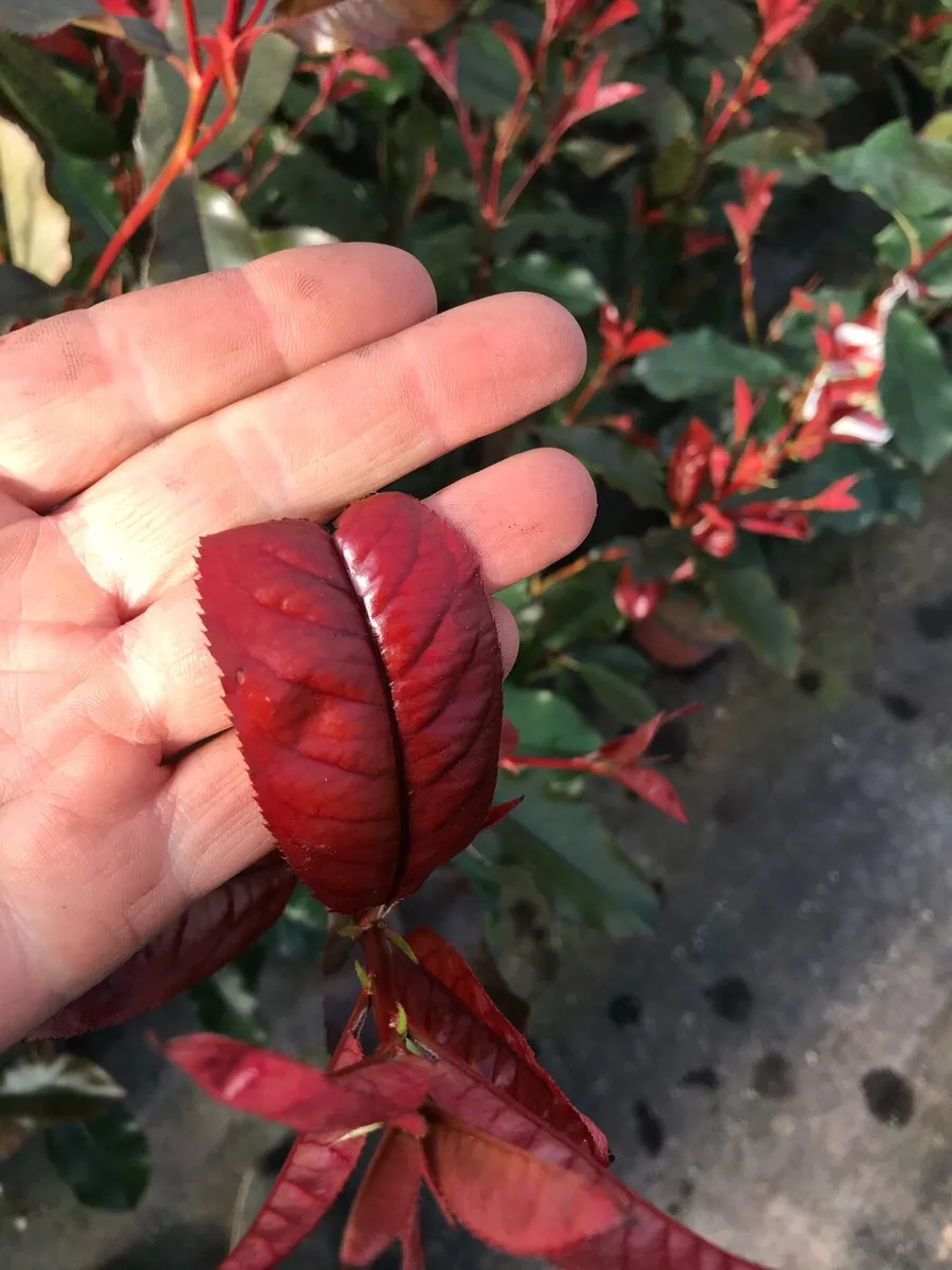 Red Robin Hedging - Image 1