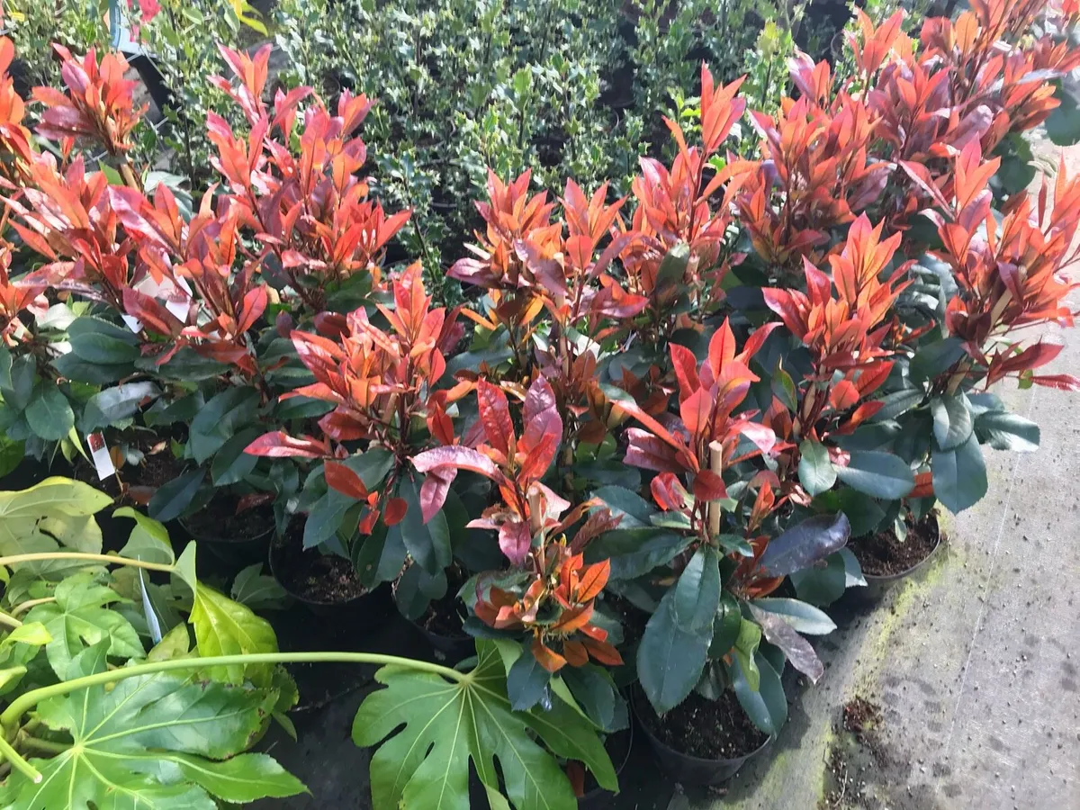 Red Robin Hedging - Image 2