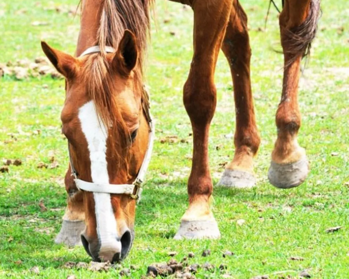Paddock Manure cleaner - Picks up Horse Manure - Image 2