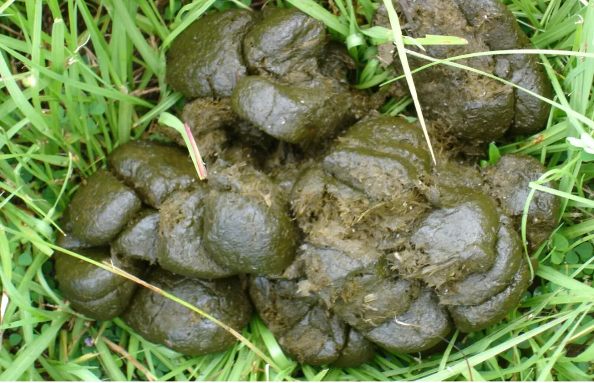 Paddock Manure cleaner - Picks up Horse Manure - Image 3