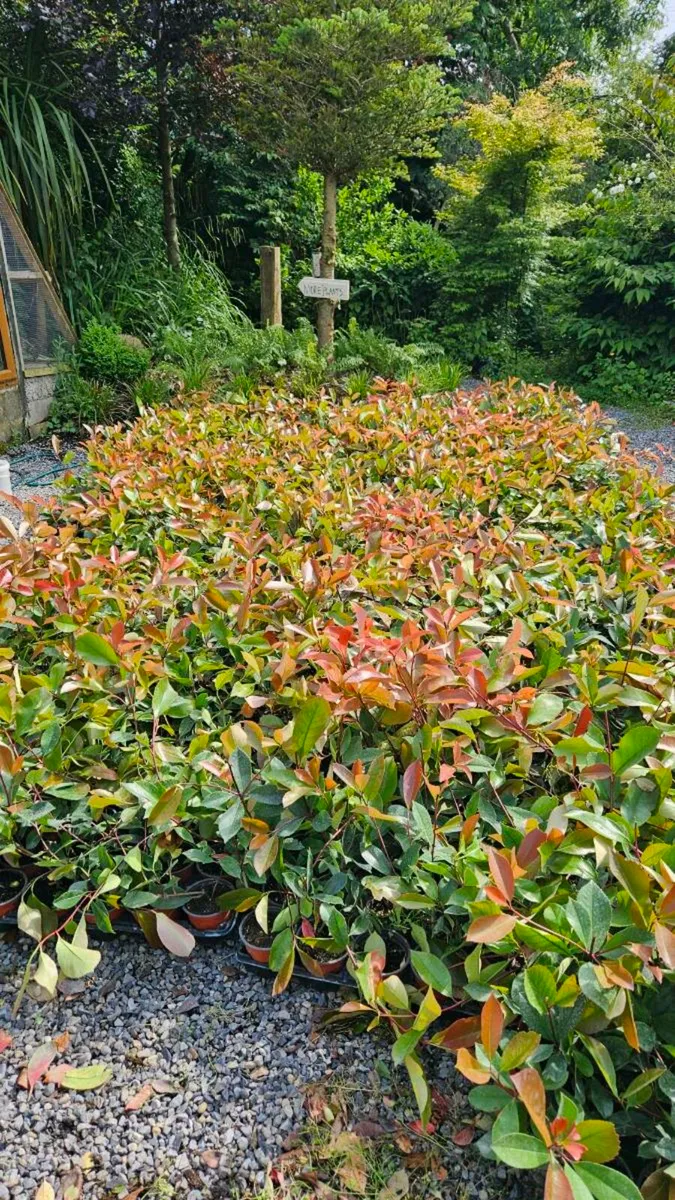 Red Robin Hedging TWO EUROS - Image 2