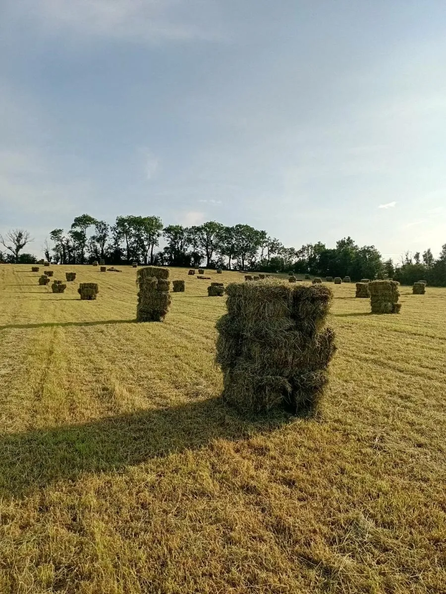 Hay For Sale Small Squares - Image 3