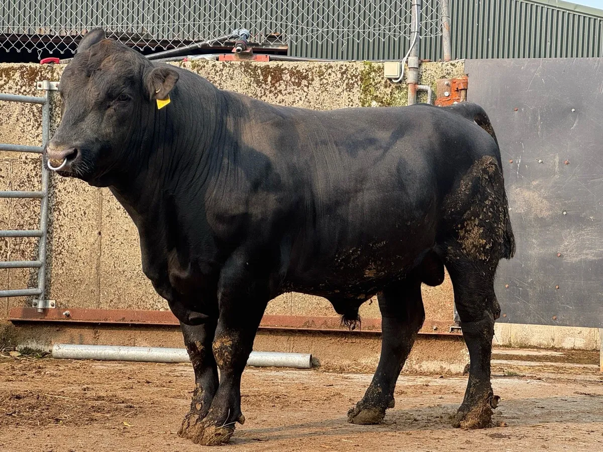 Angus & Hereford bulls - Image 1