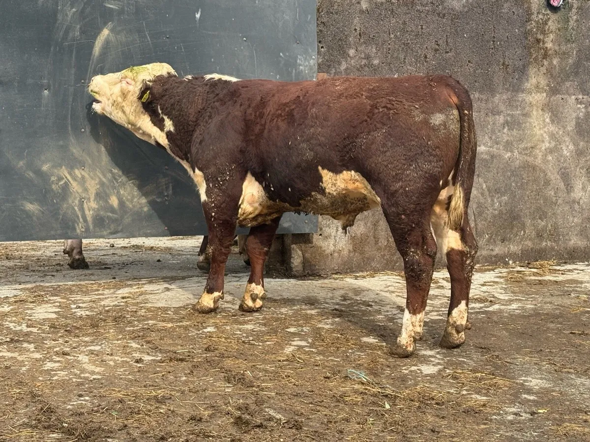 Angus & Hereford bulls - Image 3