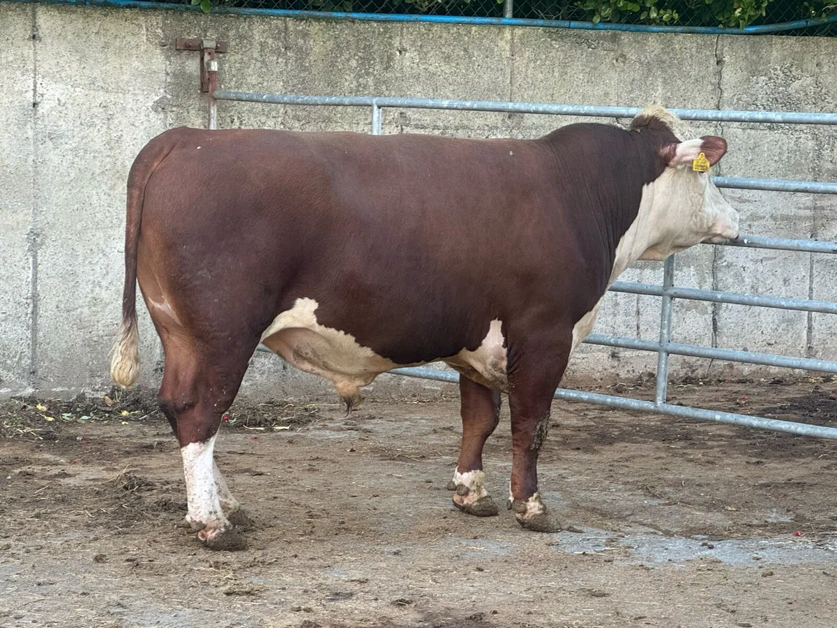 Angus & Hereford bulls - Image 4