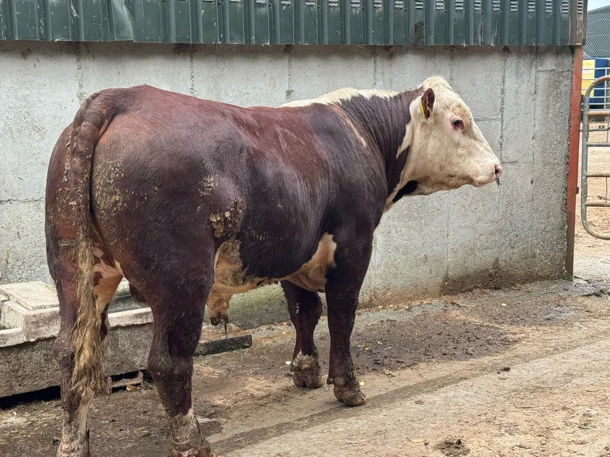 Angus & Hereford bulls - Image 2