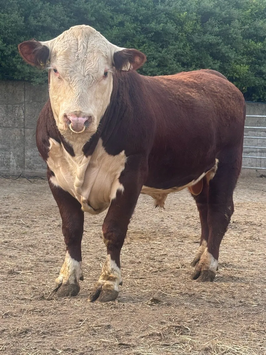Angus & Hereford bulls - Image 1