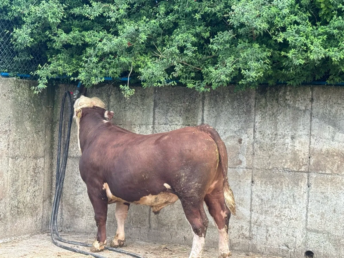 Angus & Hereford bulls - Image 1