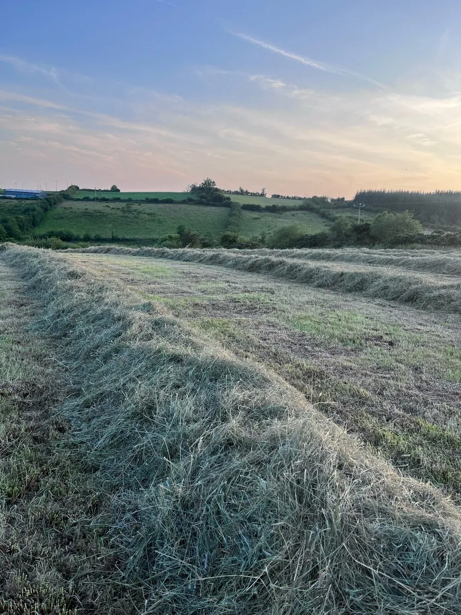 Bales of haylage - Image 2