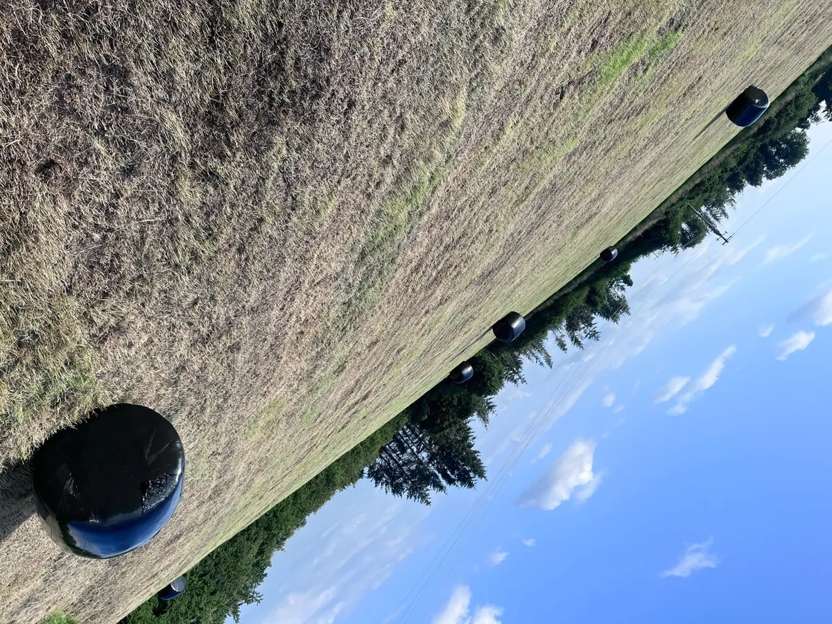 Bales of haylage - Image 4