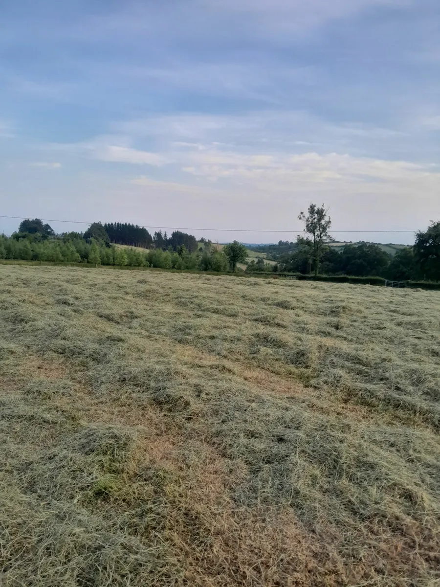 Hay - Image 2