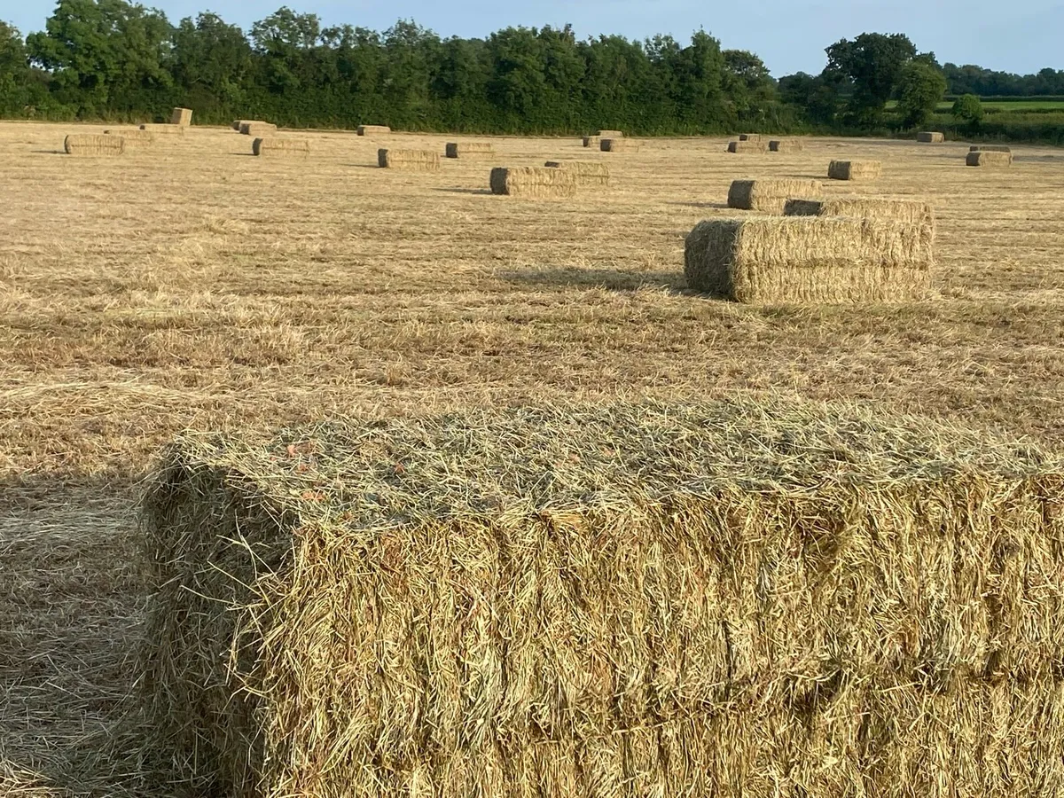 Hay for sale - Image 2
