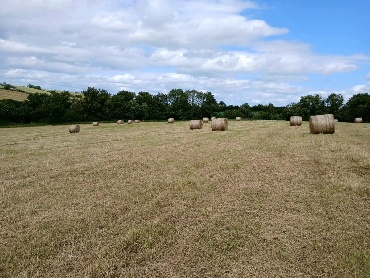 Hay for sale - Image 1