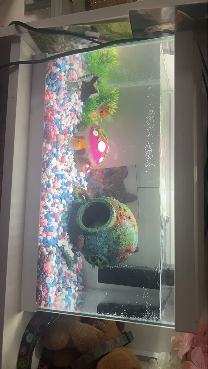17 litre Fish tank - Image 1