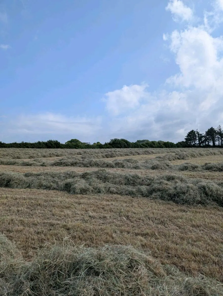 Round Hay - Image 3