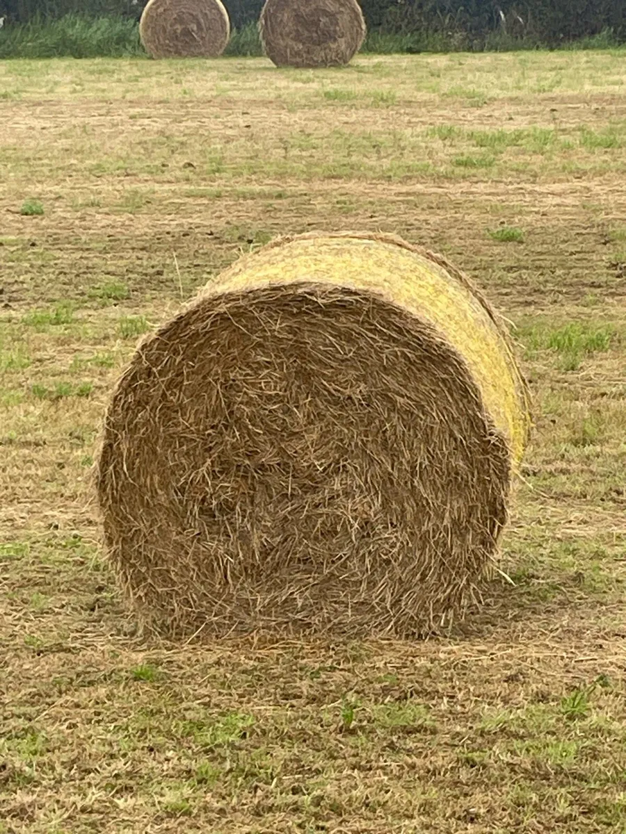 Top quality hay for sale - Image 1
