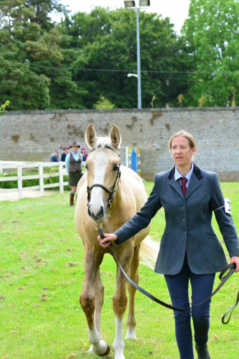 Sales, production and livery - Image 2