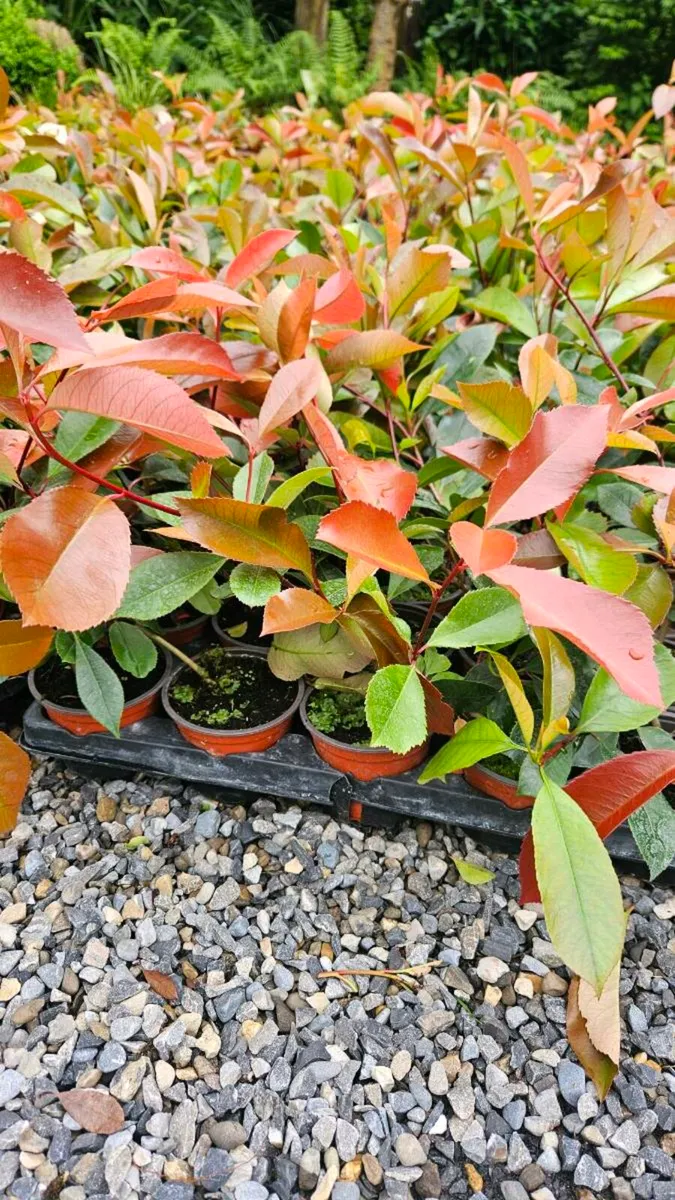 Red Robin Hedging 45cm 2euros - Image 3