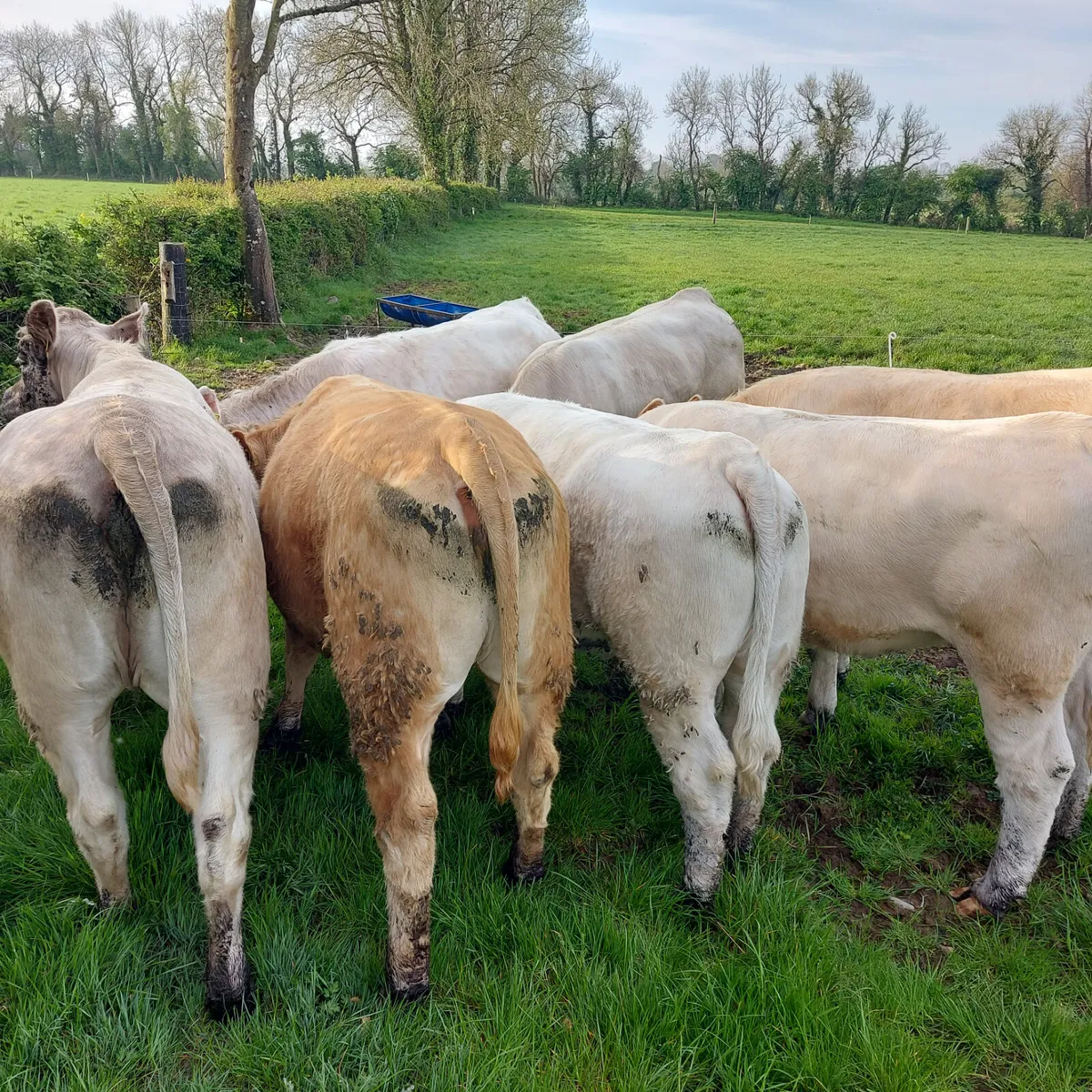 Cow Scanning - Image 2