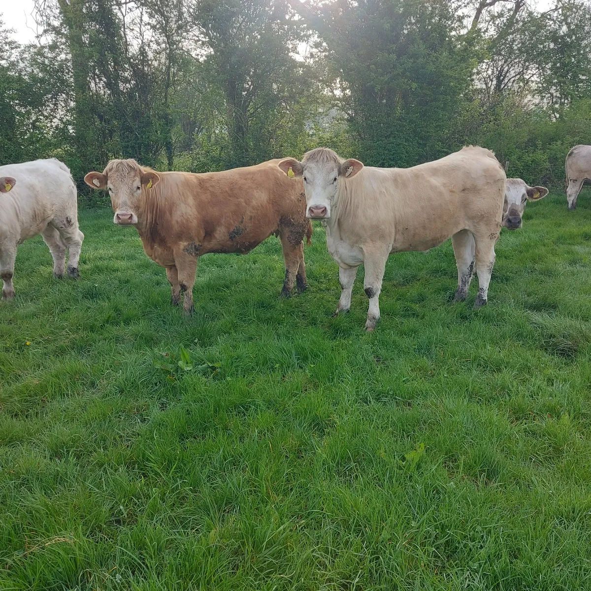 Cow Scanning - Image 3