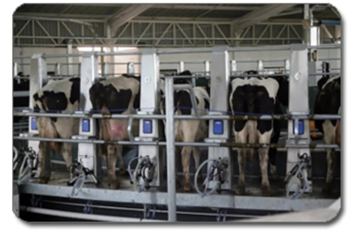 Relief Milking - Image 3