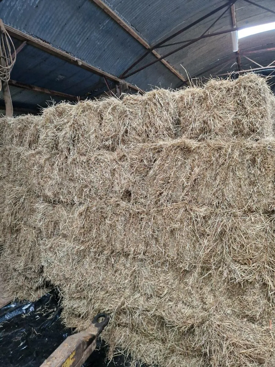 Small square bales of hay - Image 1