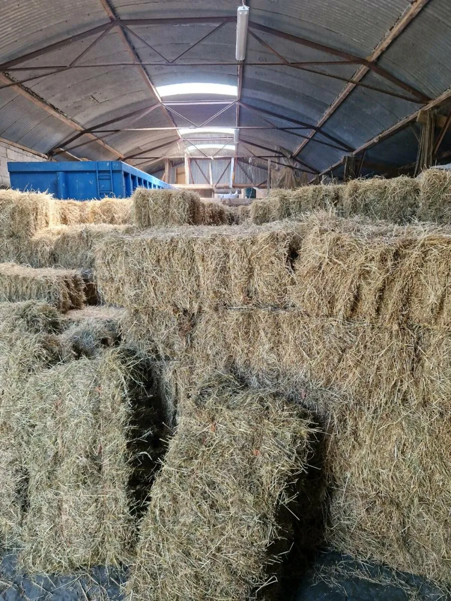 Small square bales of hay - Image 3