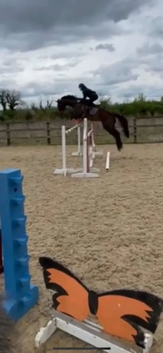 Private full livery yard - Image 3