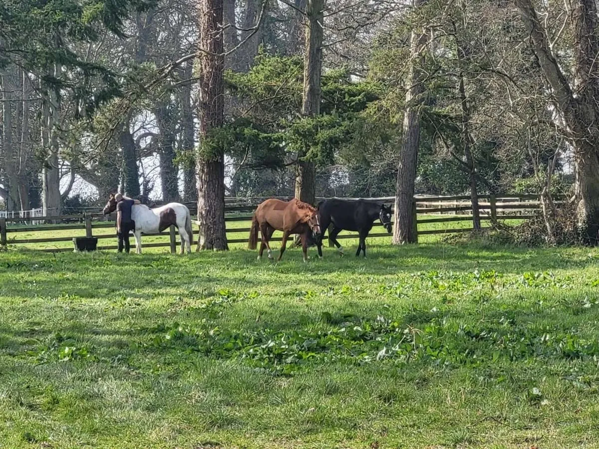 Private full livery yard - Image 4