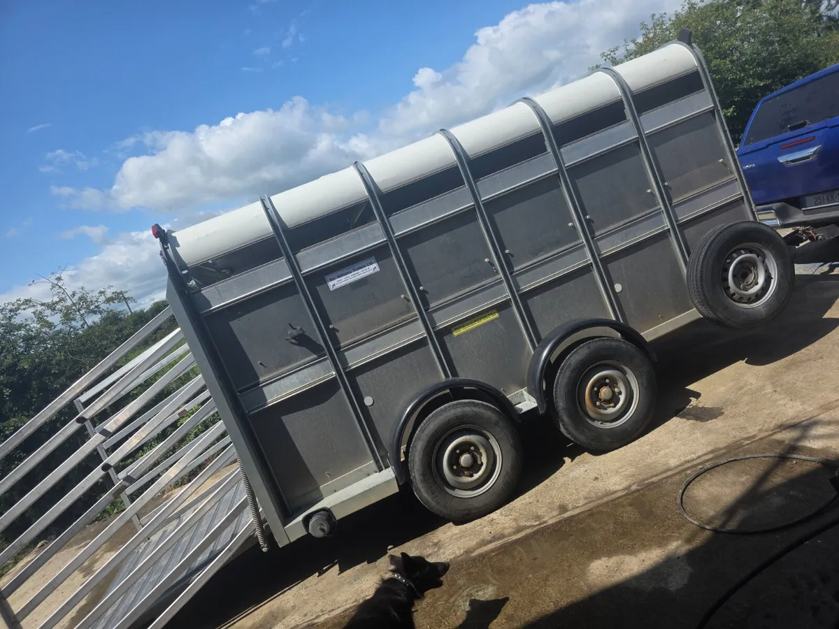 12ft ifor Williams livestock trailer - Image 3