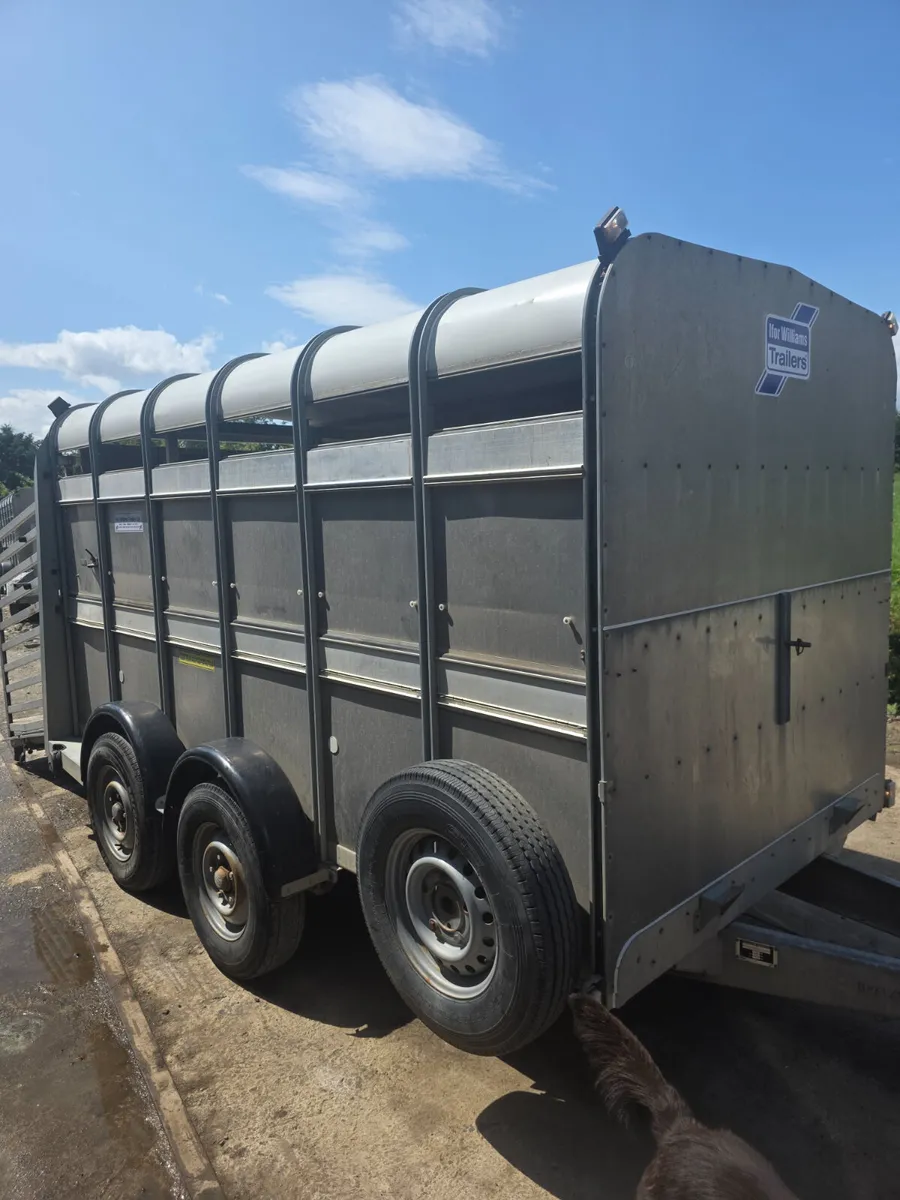 12ft ifor Williams livestock trailer - Image 2