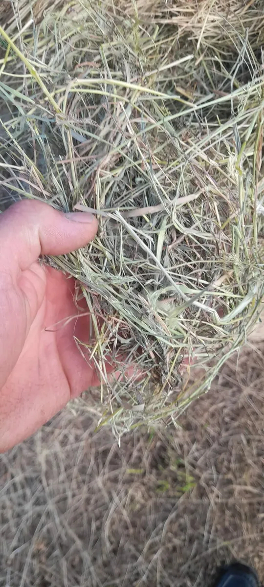 Bales of hay and haylage - Image 2