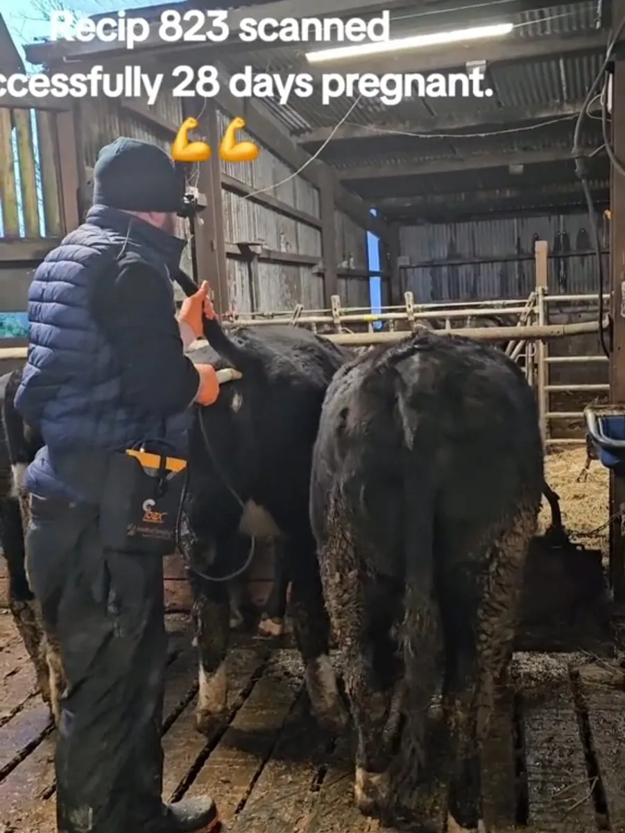 Cattle Scanning and Freeze Branding Service - Image 3