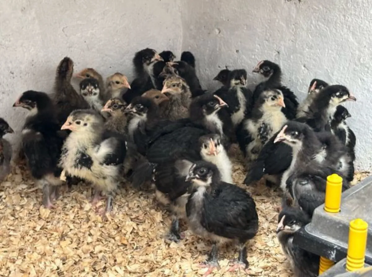 Hatching Eggs - Image 2