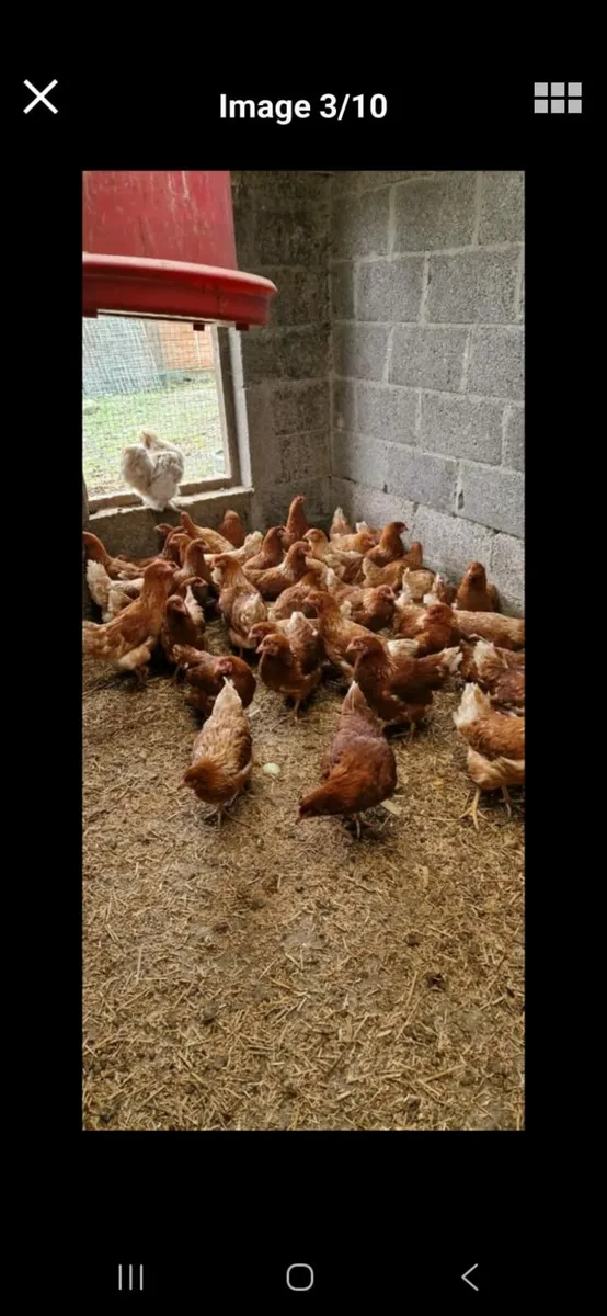 Kildare poultry available every day for collection - Image 2