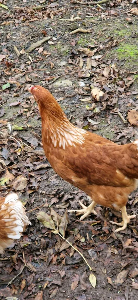 Hens/Chicks/Ducklings/Fertile eggs in kildare - Image 4