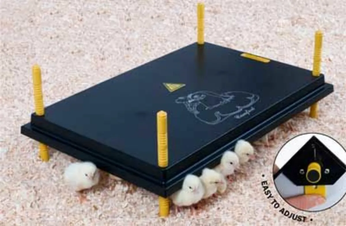 Electric Heat Plates for Poultry - Electric Hens - Image 1