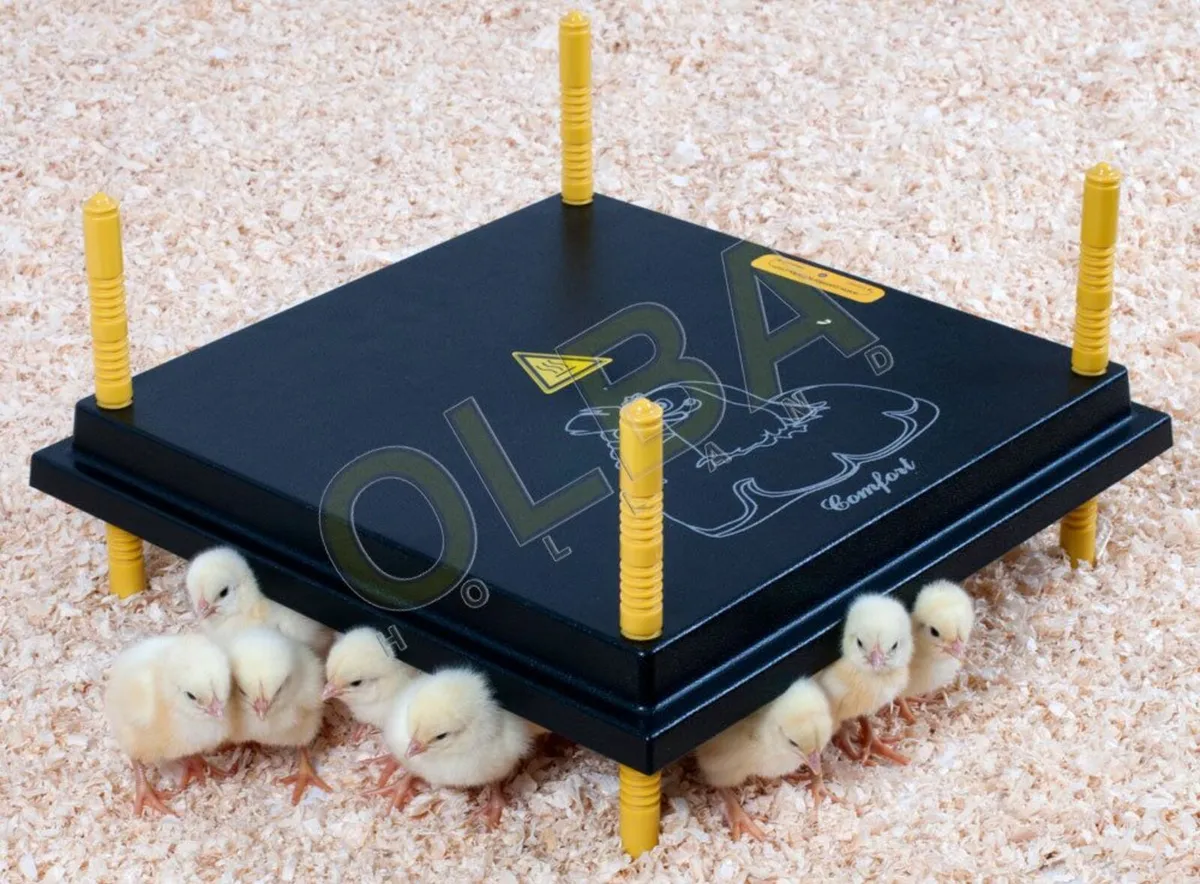 Electric Heat Plates for Poultry - Electric Hens - Image 4