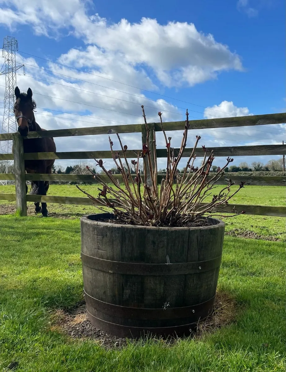 Half Whiskey Barrel Planters- Natural Oak Wood - Image 1
