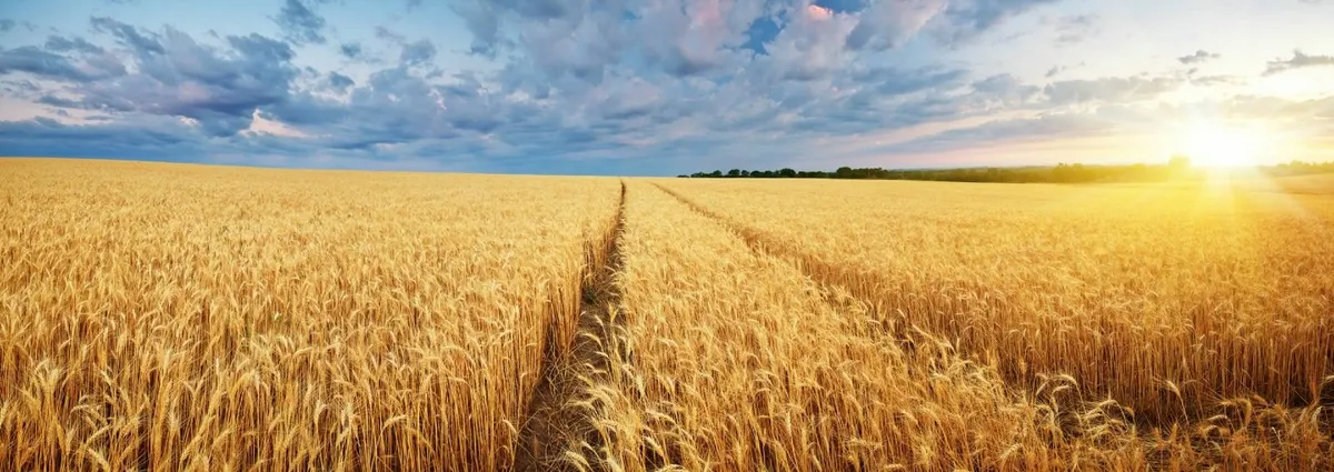 Agriphos  Phosphate and Potash Fertiliser - Image 2