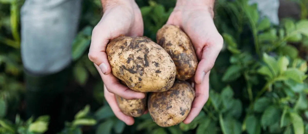 Agriphos  Phosphate and Potash Fertiliser - Image 4