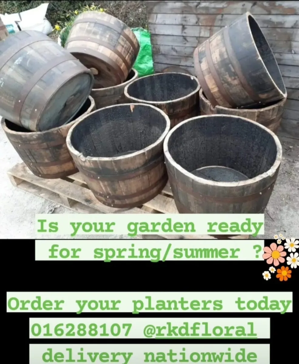 Whiskey barrel planters & full barrels - Image 1