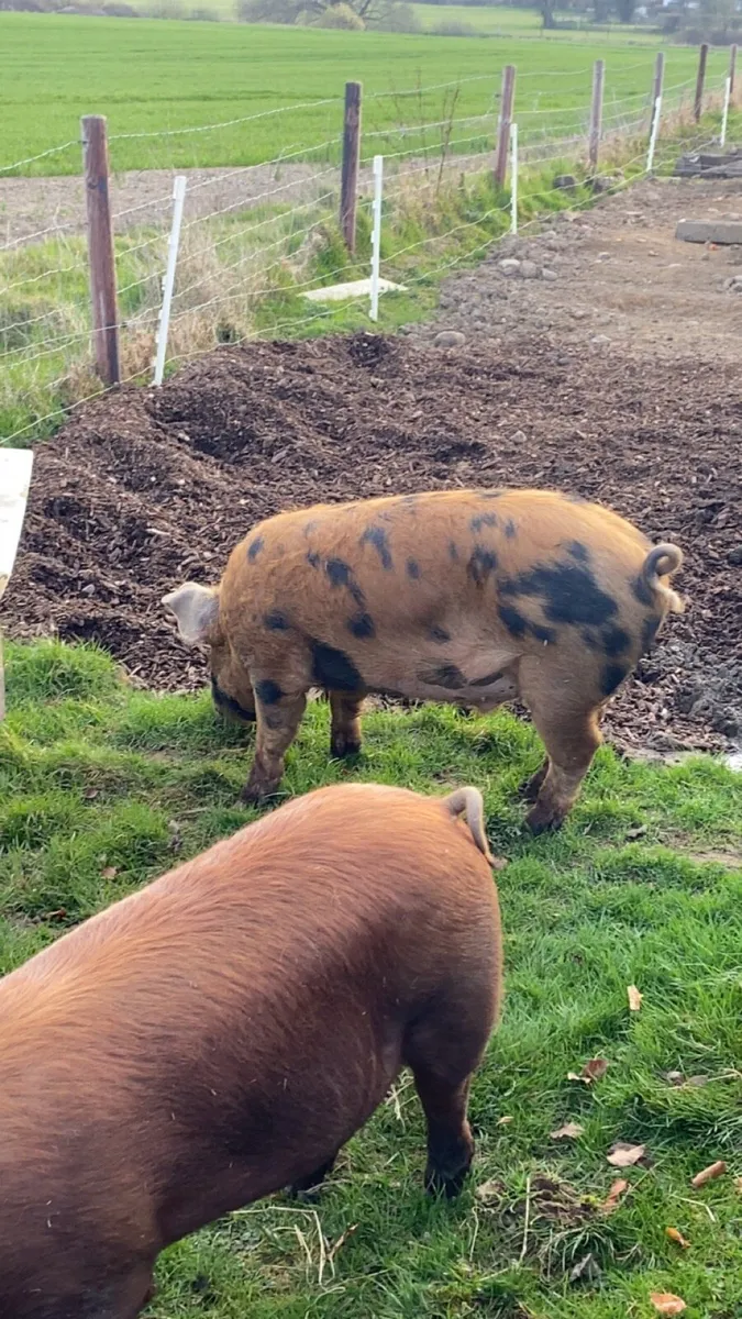 Free Range Pork and Bacon/Hams - Image 4