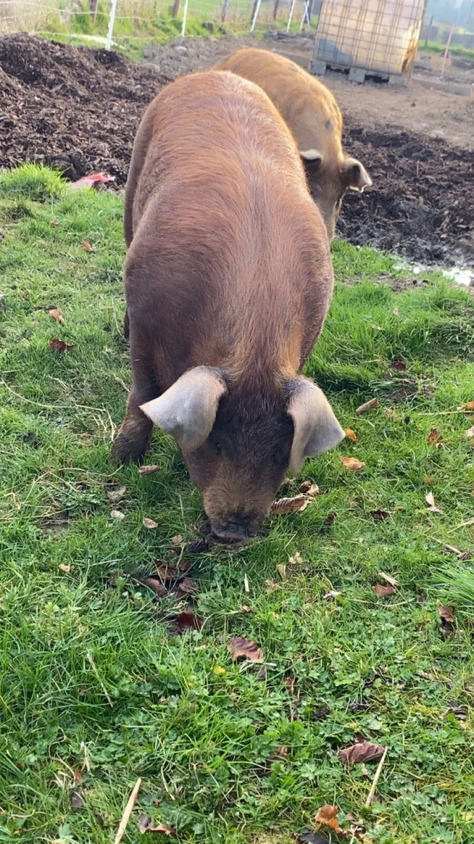 Free range Pork and Bacon products, Ham Fillets….. - Image 1